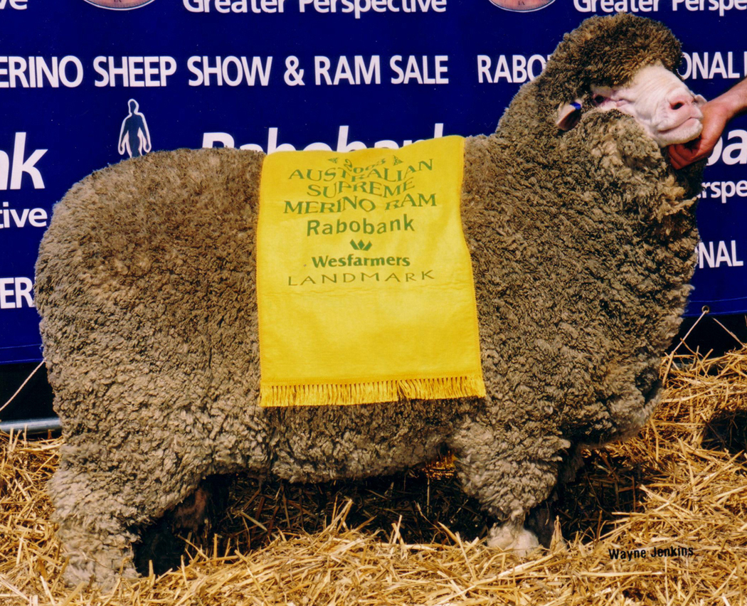 2003 Australian Supreme Ashrose Poll SA