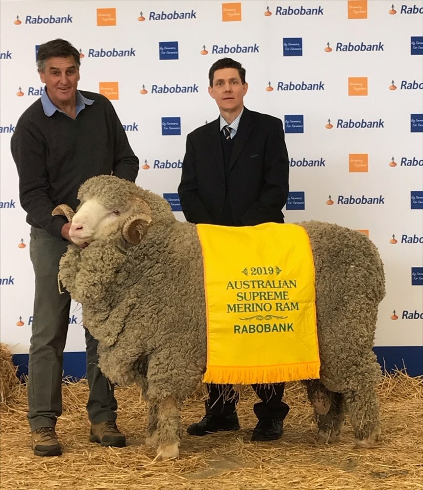 2019 Rabobank Australian Supreme Merino Ram