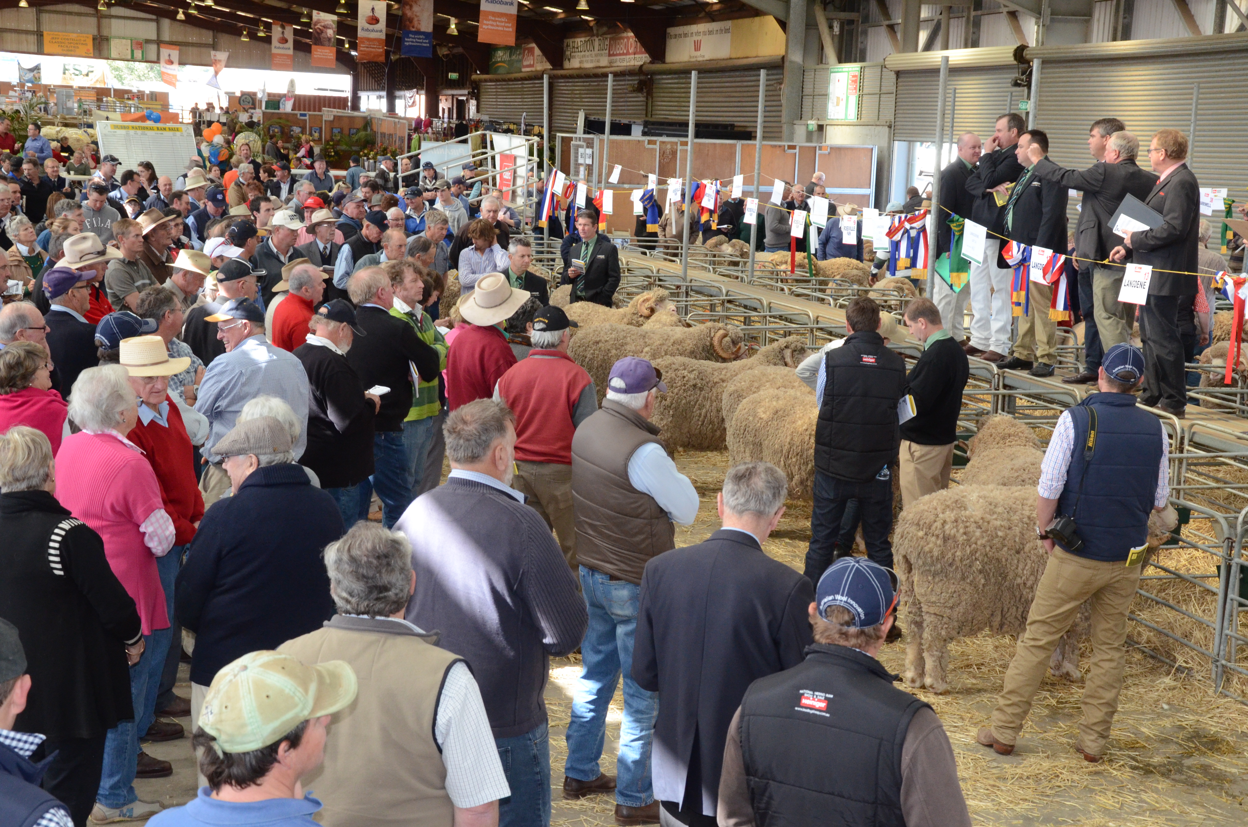 merino sheep show