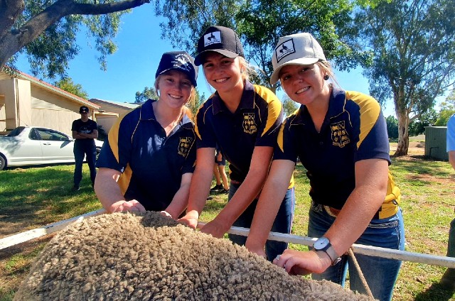 merino sheep show