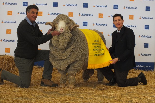 Australian Supreme Merino Ram