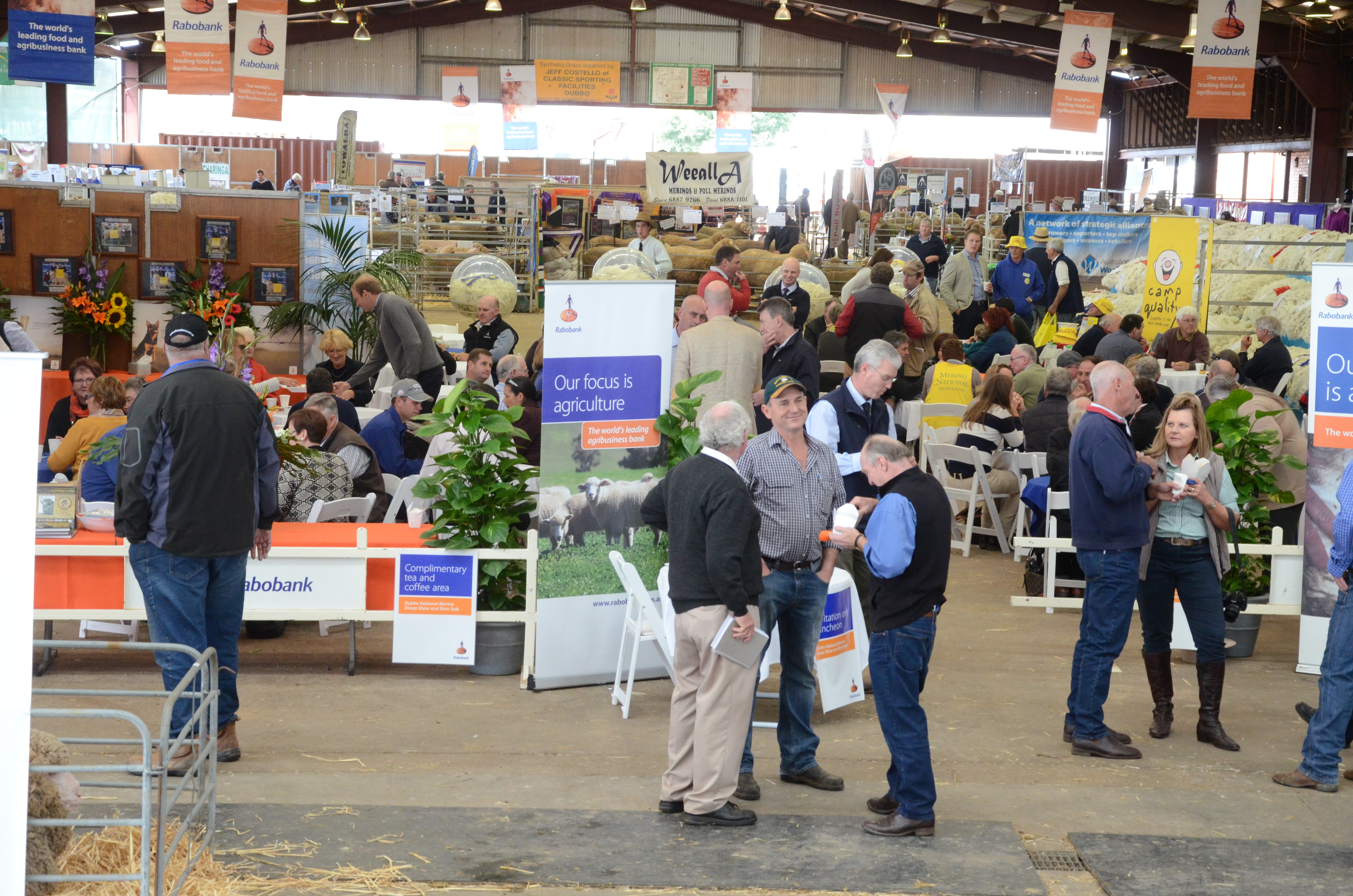 merino sheep show